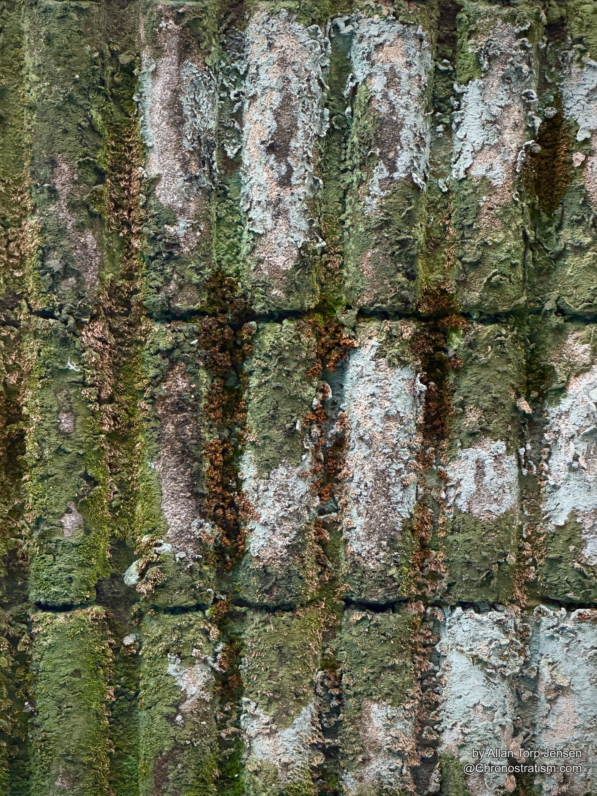 Close-up of lichen-covered roof tiles, rust-orange moss clustering in the grooves.