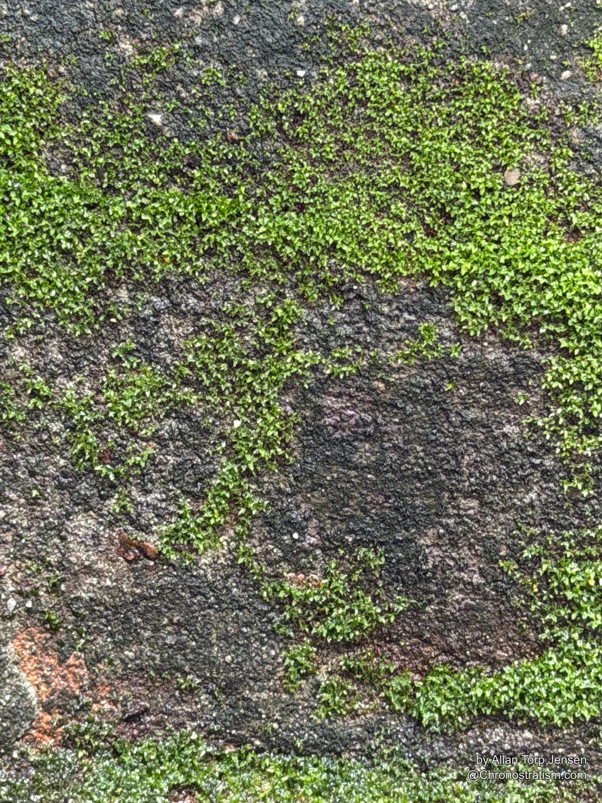 Close-up of moss fingers spreading across weathered pavement.