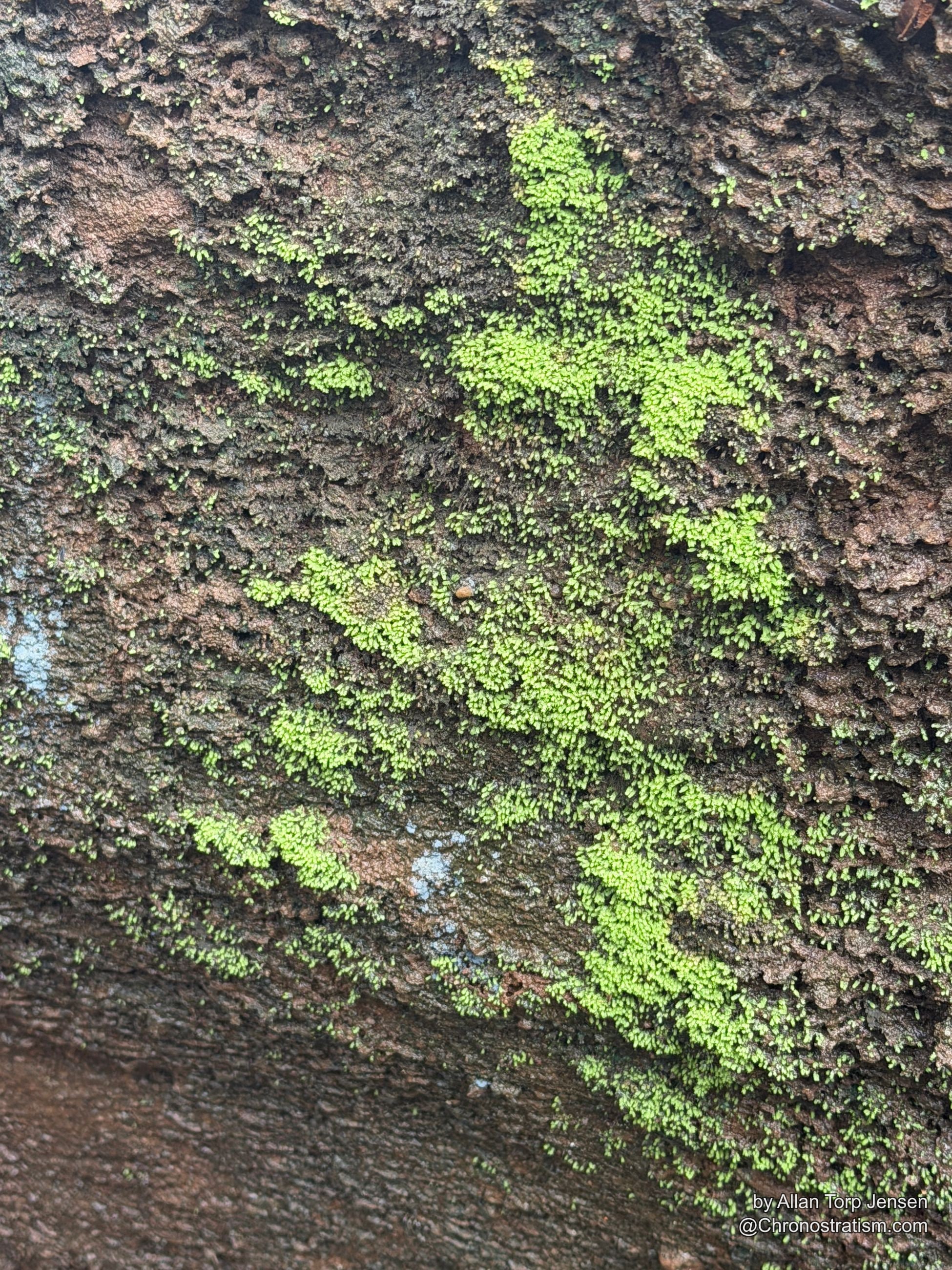 Deep-grooved tree bark patched with pale lichen growth.