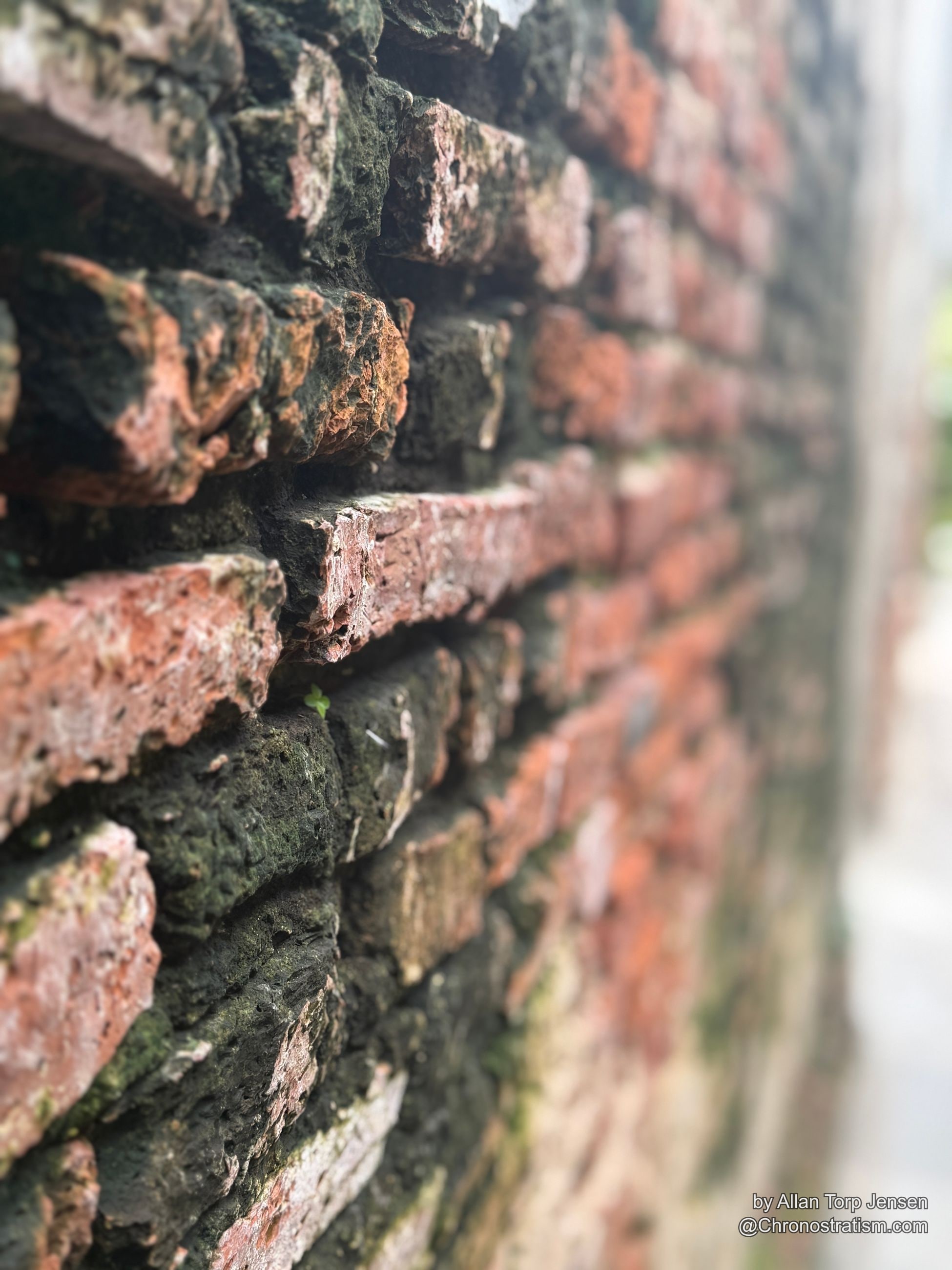 Dense green lichen colonises the brick surface in a mottled patchwork.