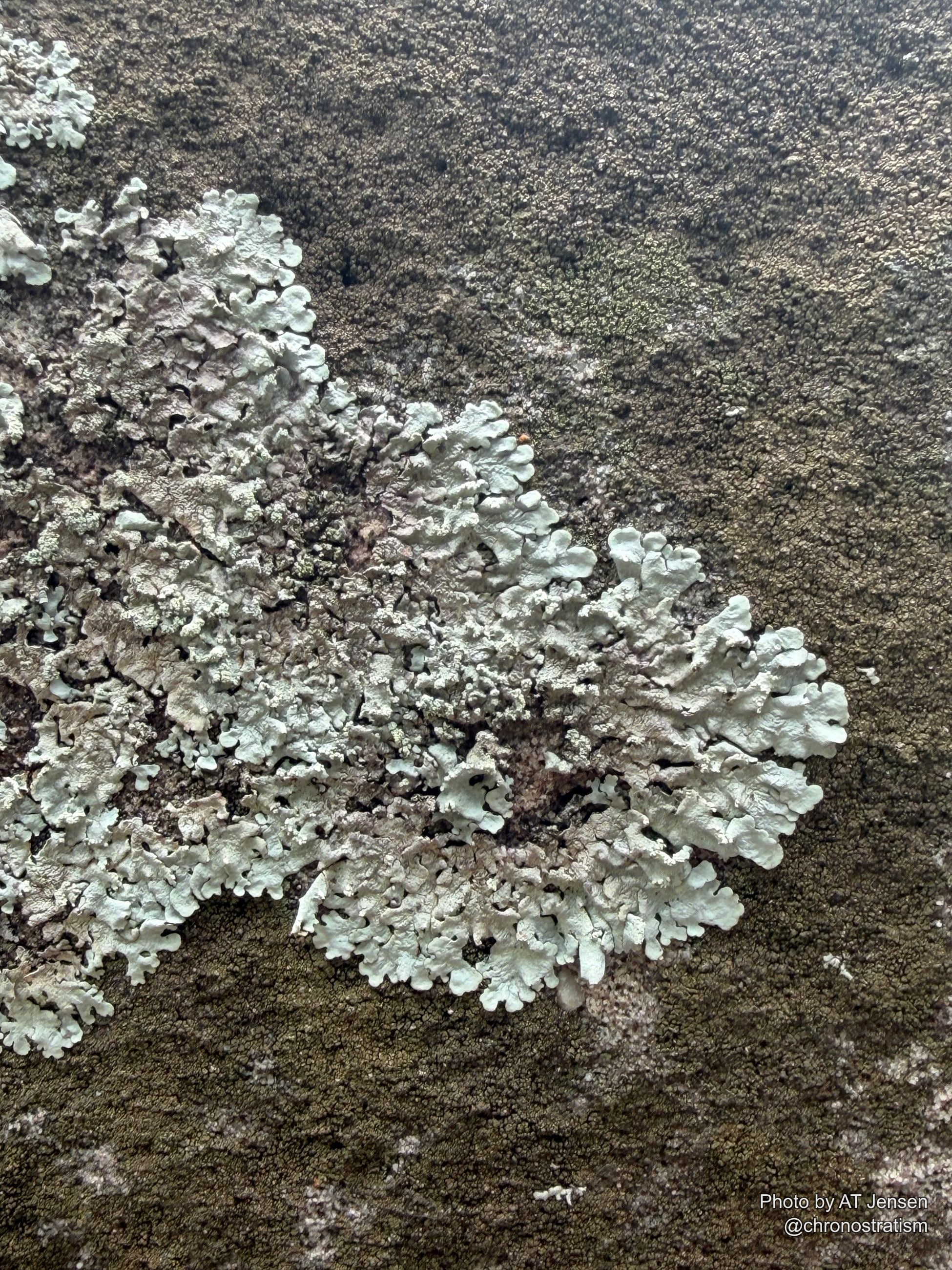 A dense lichen colony spreads its frilled edges over stone.