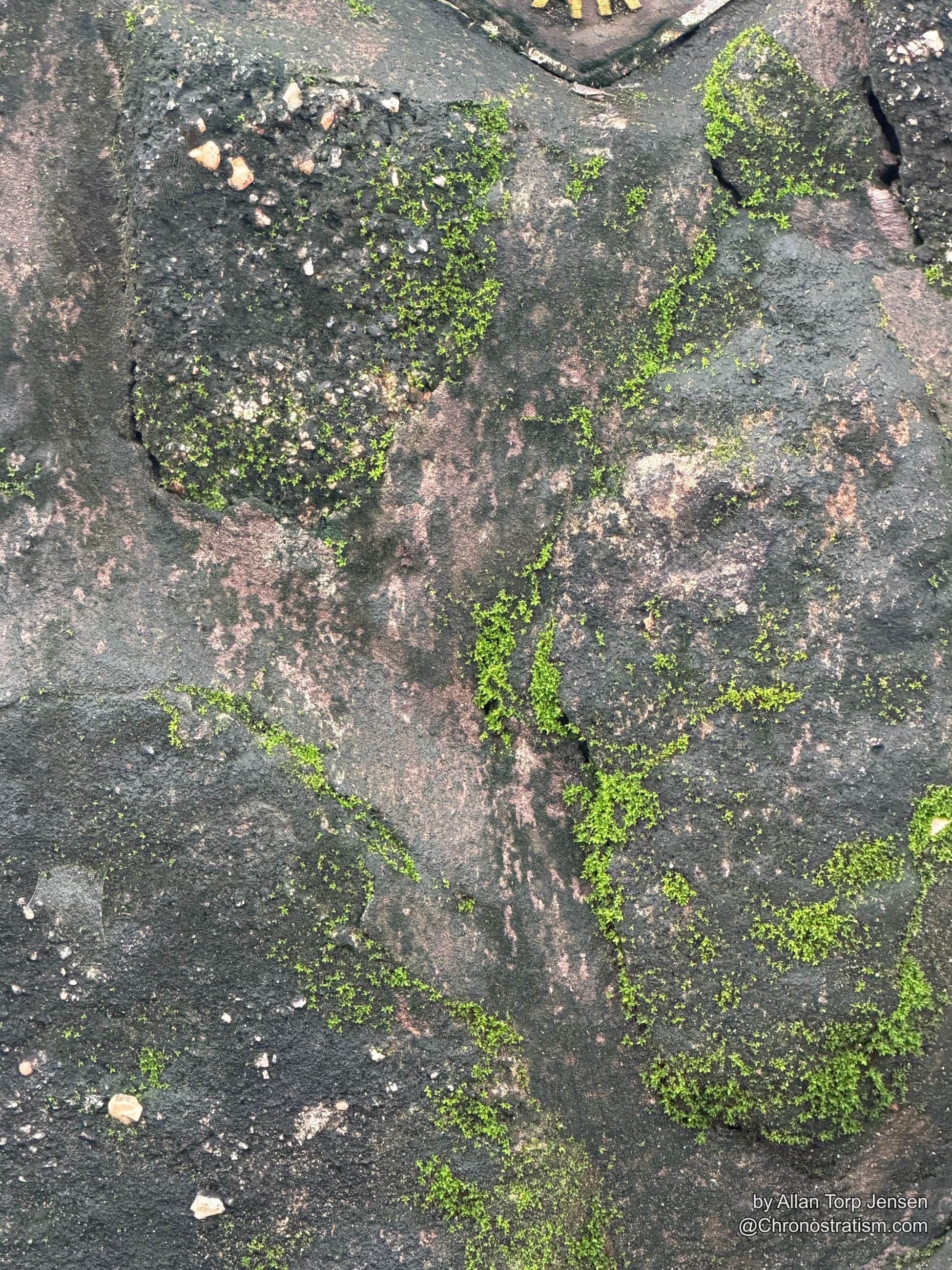 Fine green lichen speckles a weathered pink-tan stone surface.