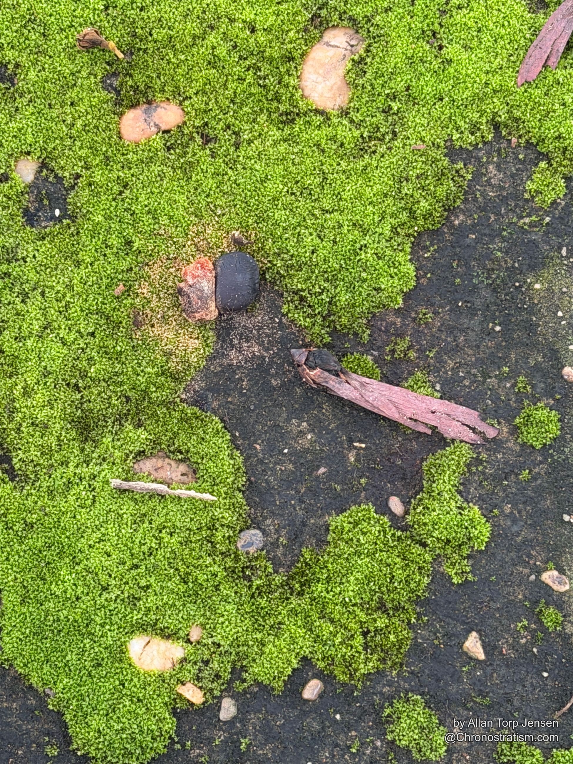 Green moss carpets ground-level pavement, small debris scattered across it.
