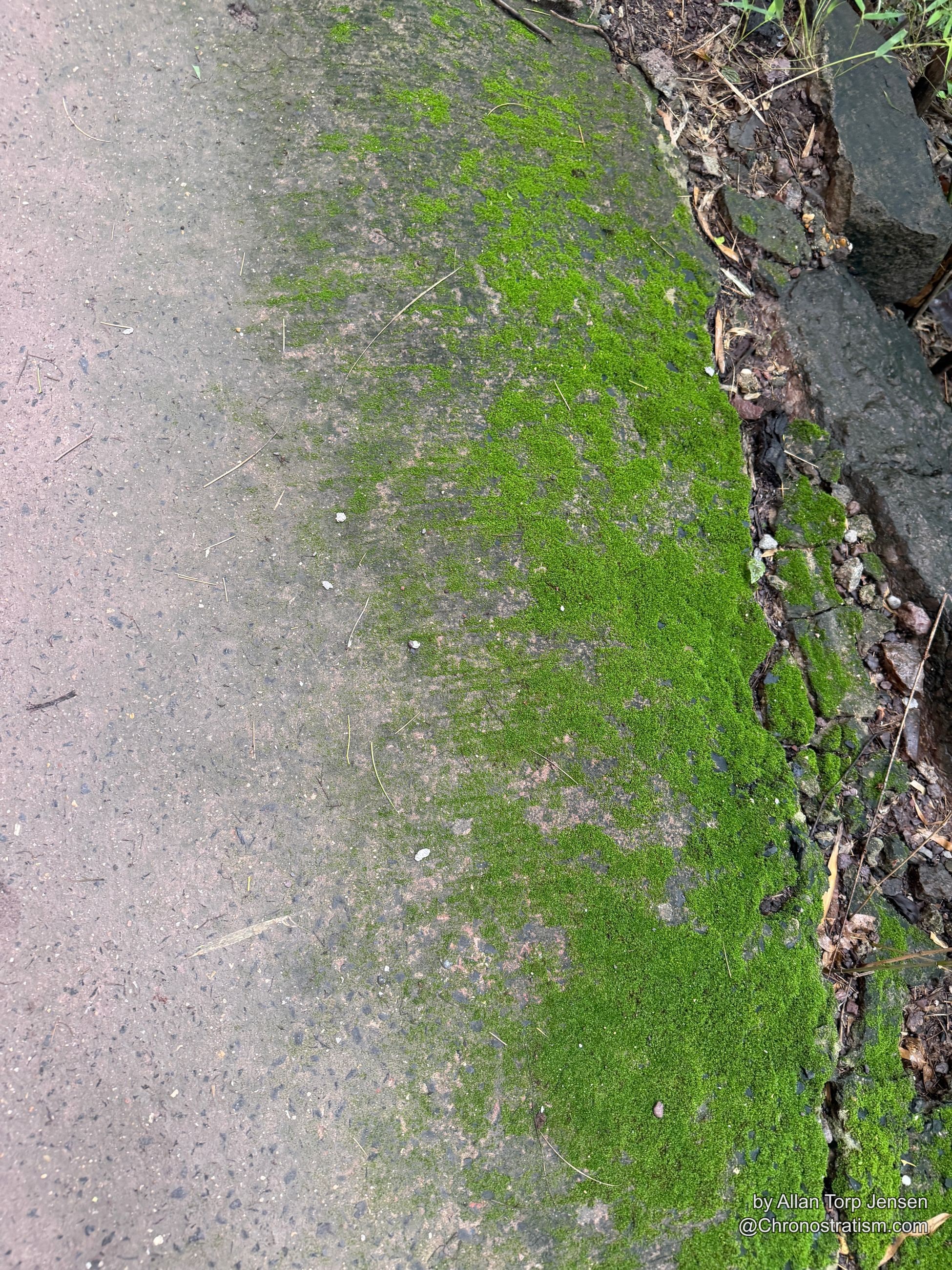 Green moss spreads in finger-like patterns down a mossy rock ledge.