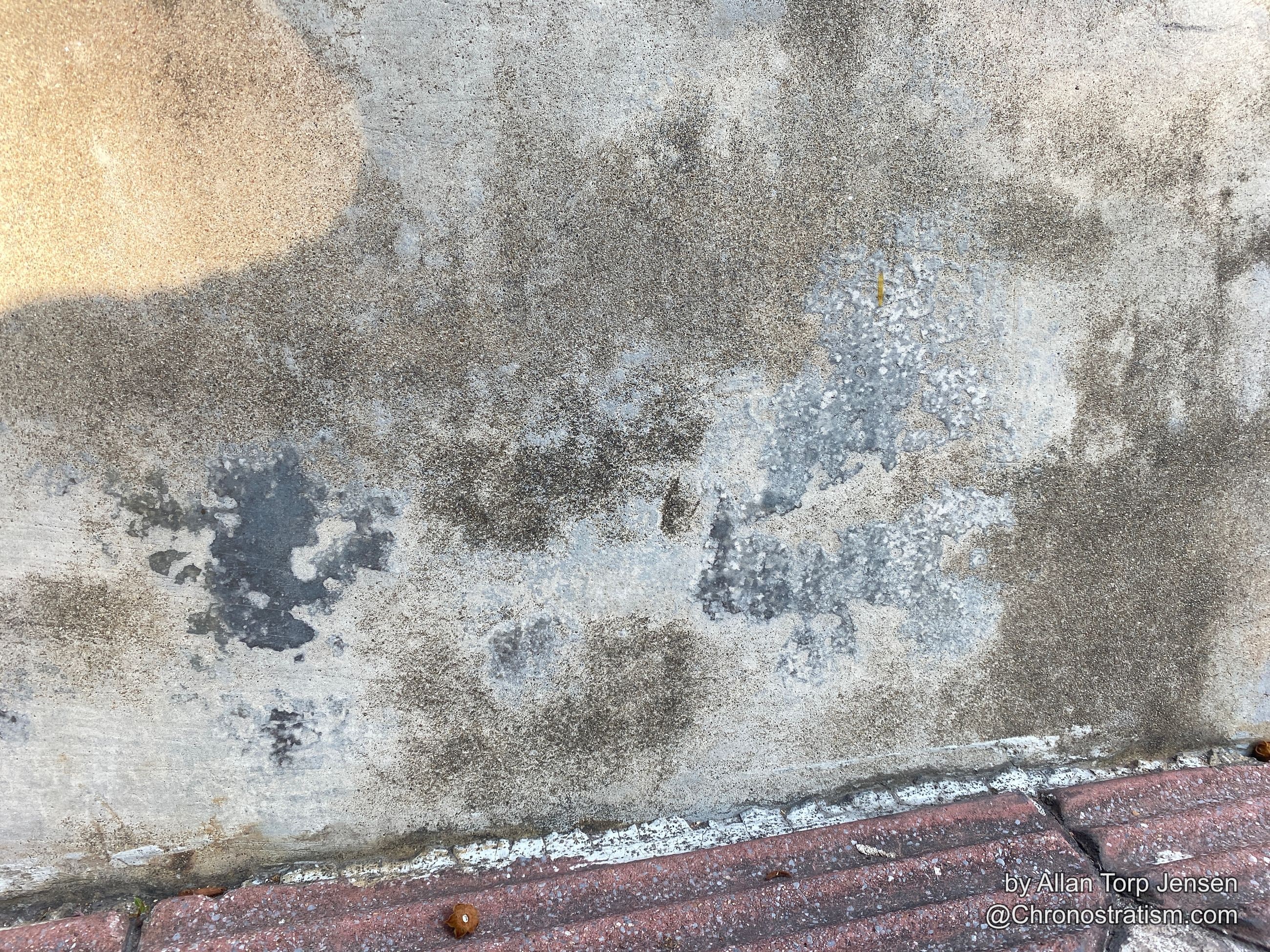Greenish algae staining mottles a damp, weathered concrete wall.