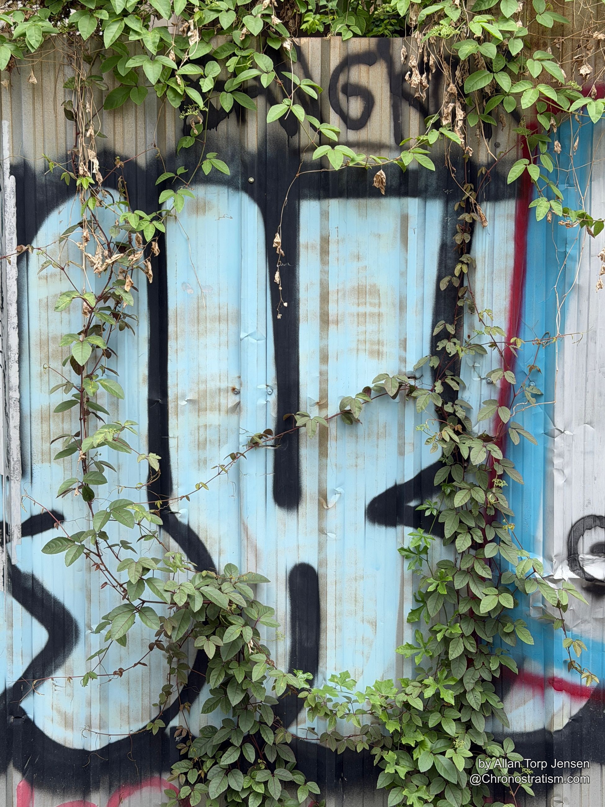 Ivy vines cascade across a spray-painted corrugated shutter, dried tendrils tangled with green leaves.