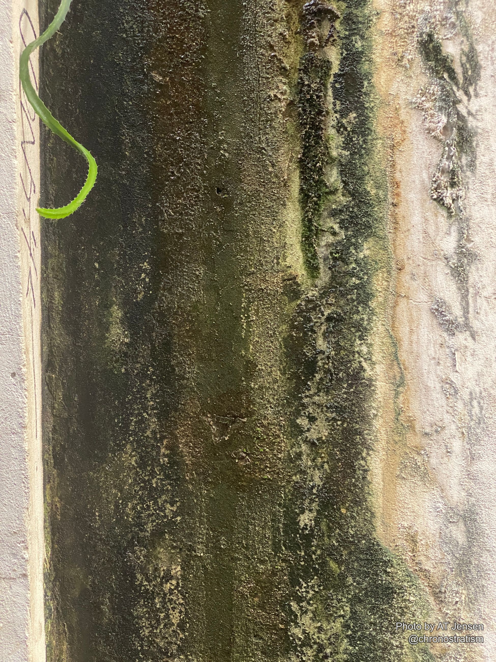 Lichen crusts a painted surface in pale patches, a green tendril reaching across the edge.
