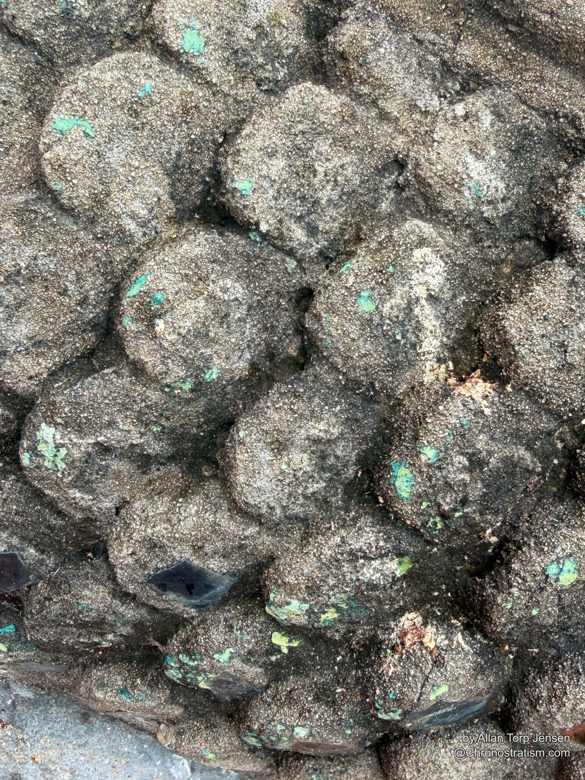 Macro detail of barnacle shells packed edge to edge, a sliver of green paint visible beneath.