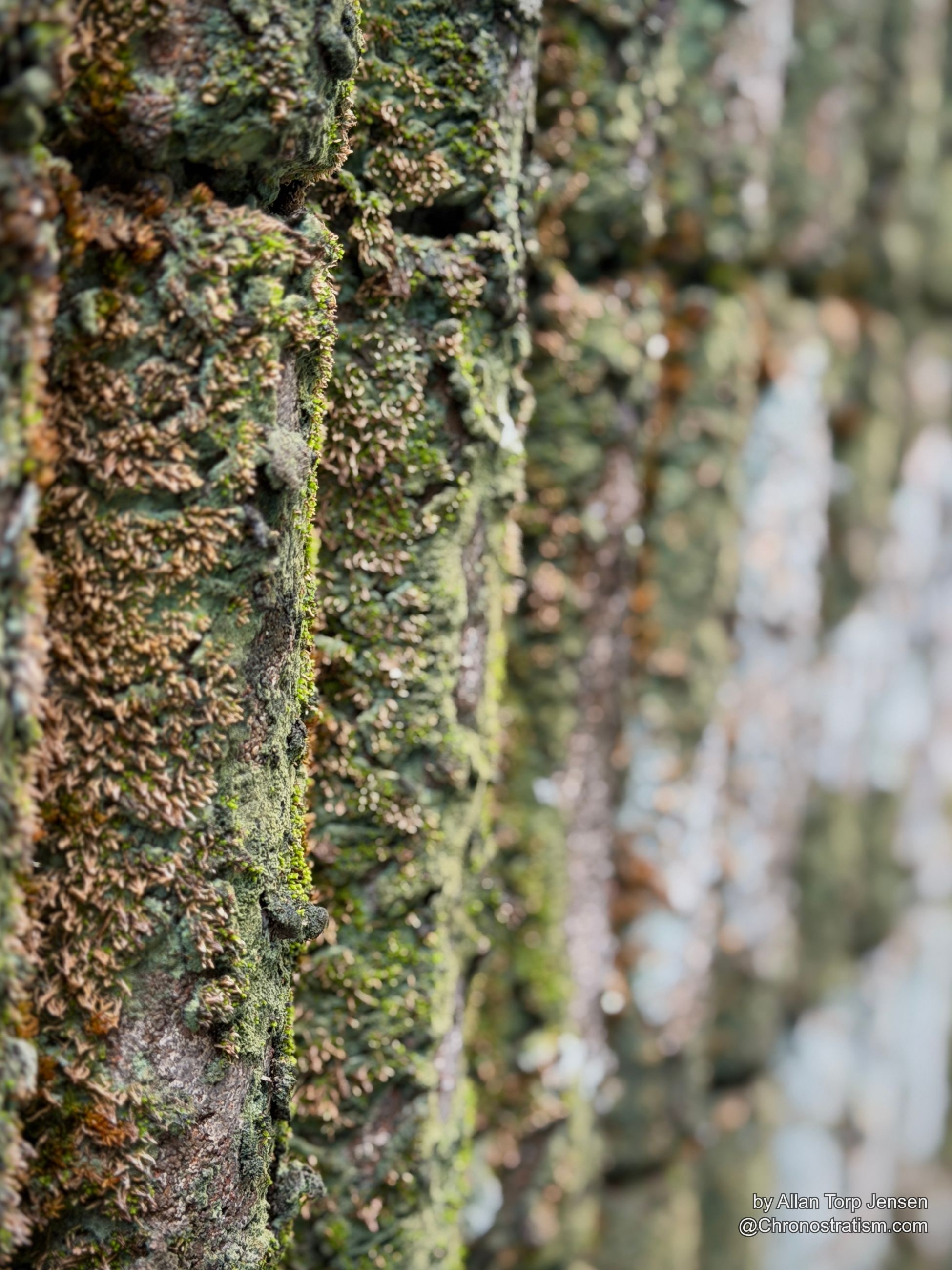 Macro detail of moss and lichen bunching along a roof tile’s ridge.