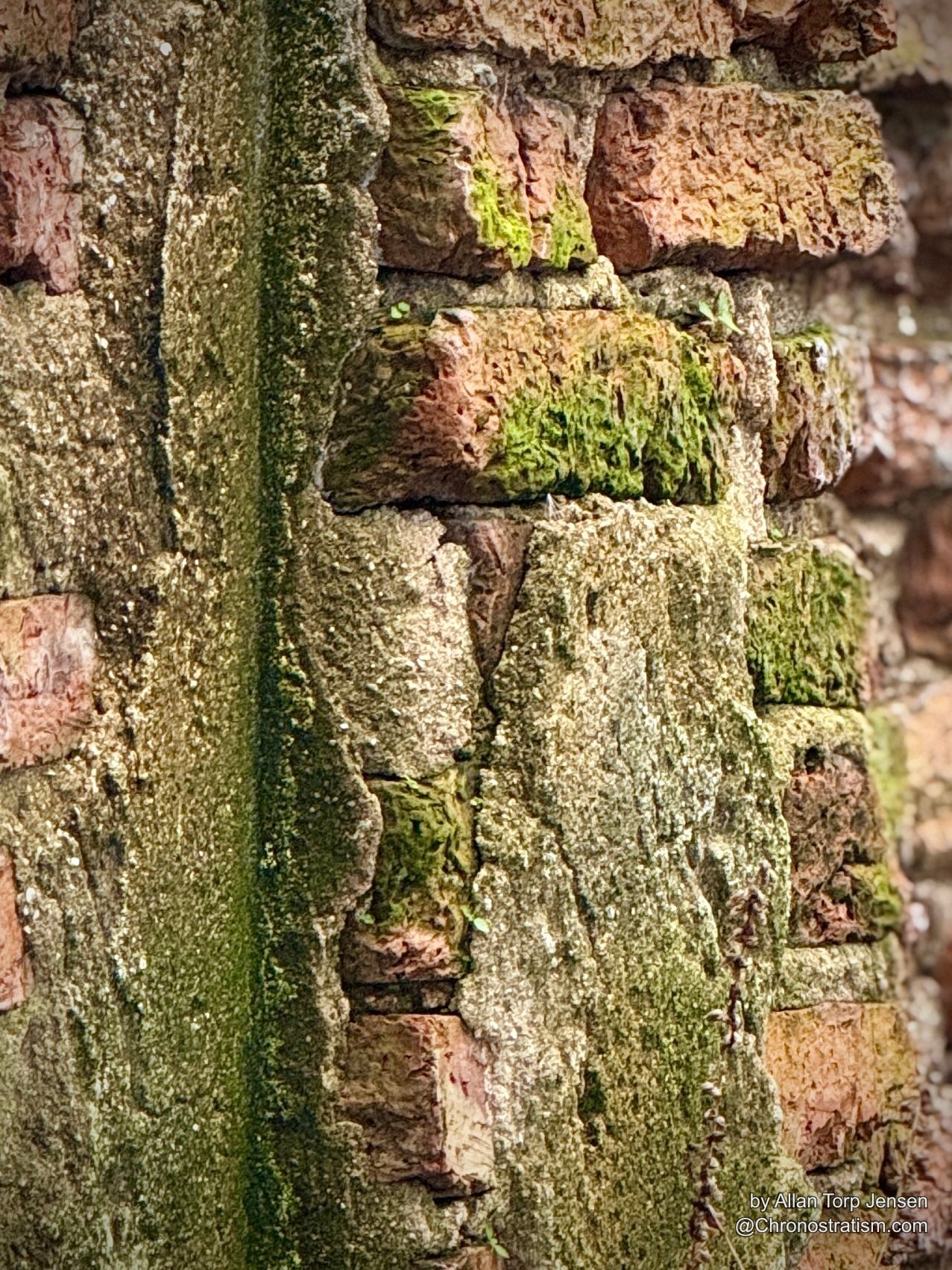 Macro detail of moss tufting between mortar joints on an old brick corner.