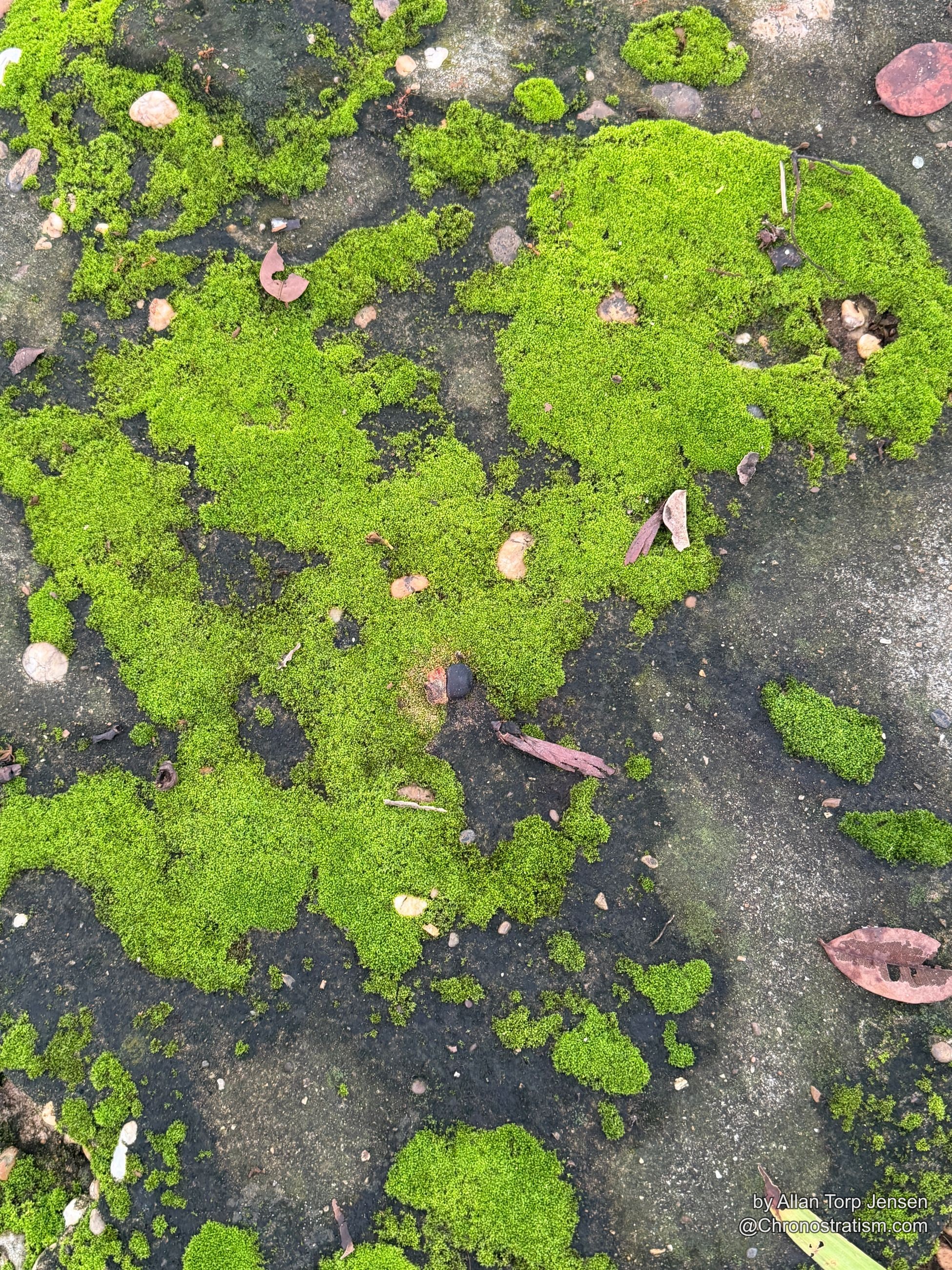 Moss fingers reach across a pavement edge from a patch of asphalt.