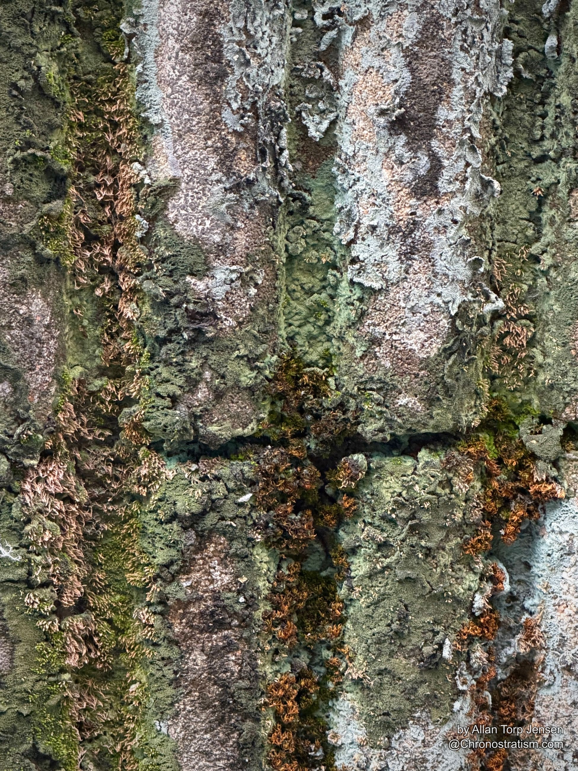 Roof tiles recede into soft focus, each groove packed with grey-green lichen.
