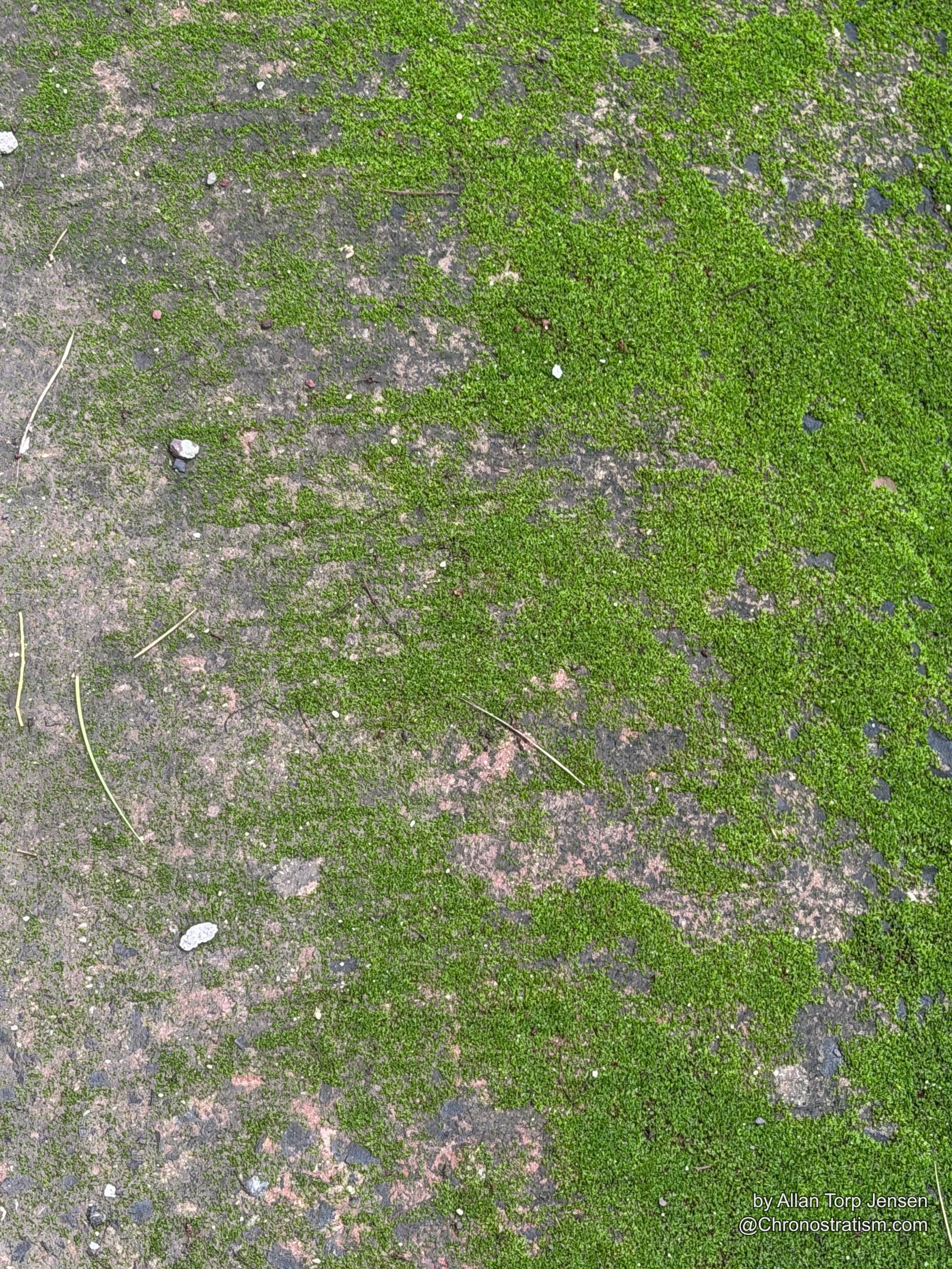 The same moss-covered rock ledge from a wider angle, bare stone showing through at the edges.