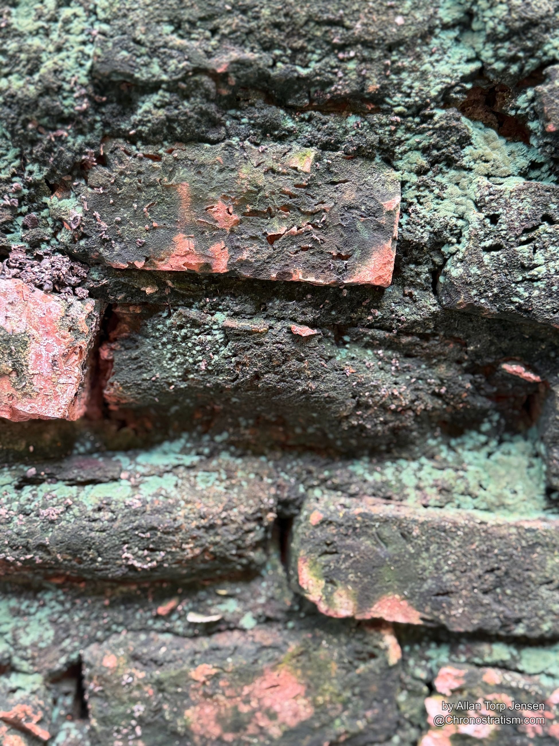 A small green seedling sprouts from lichen-covered brick joints.