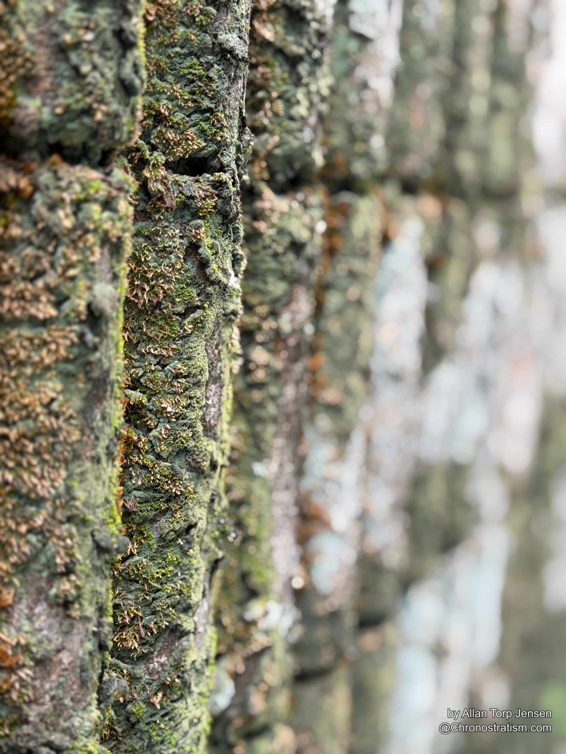 Sunlit lichen and moss cling to a roof tile edge, further tiles blurring into the distance.