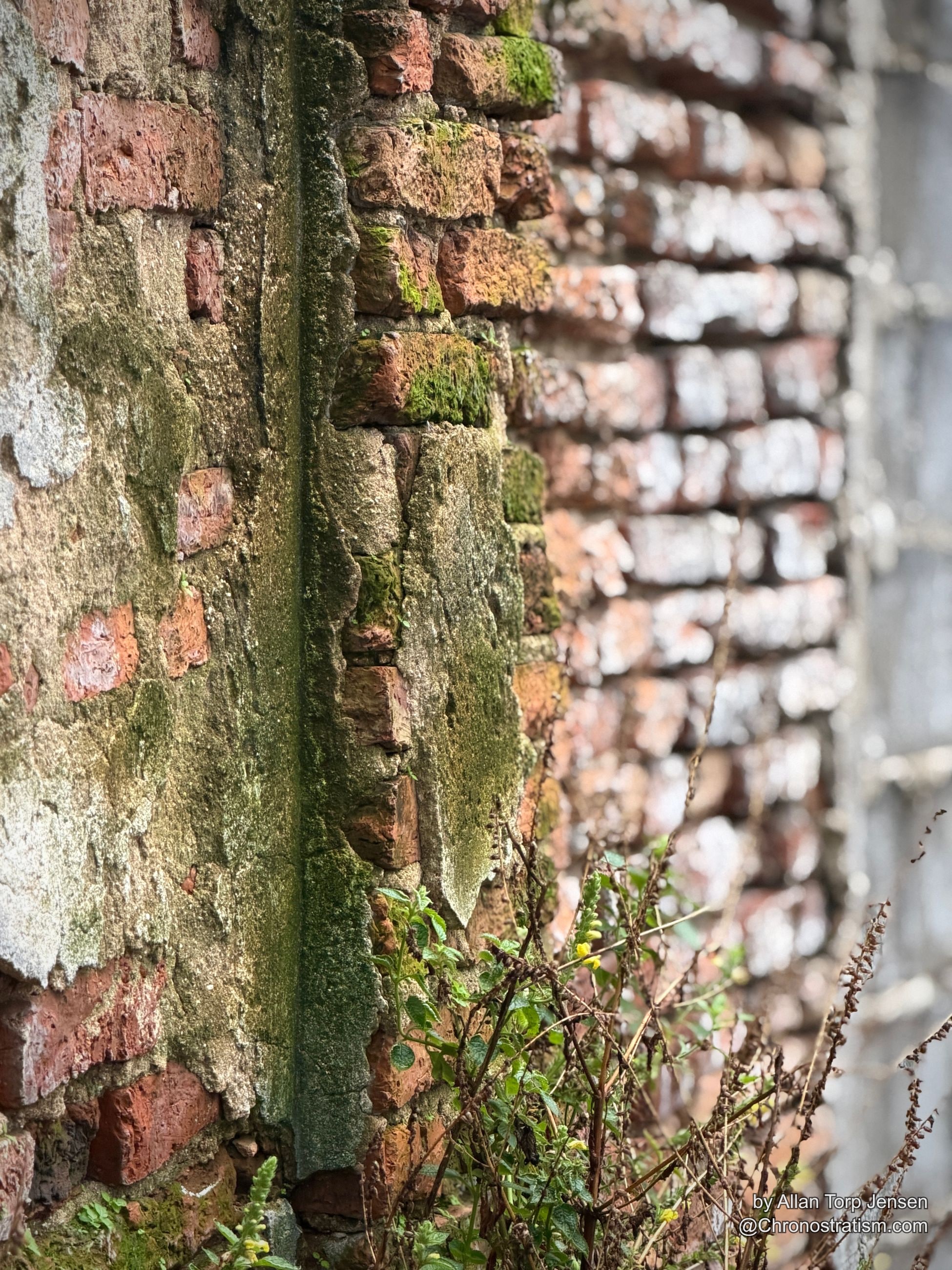 A weathered brick corner shows moss threading along the mortar joints, dried weeds sprouting at its base.